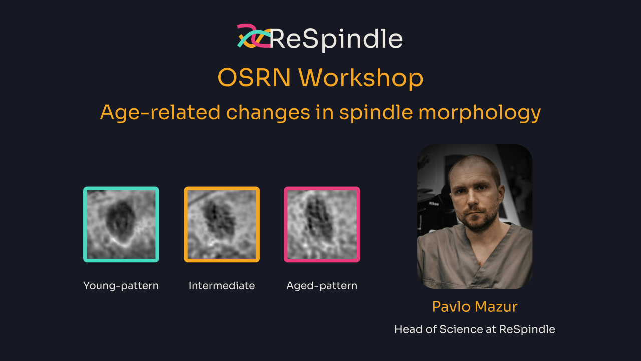 OSRN Workshop - Age-related changes in spindle morphology