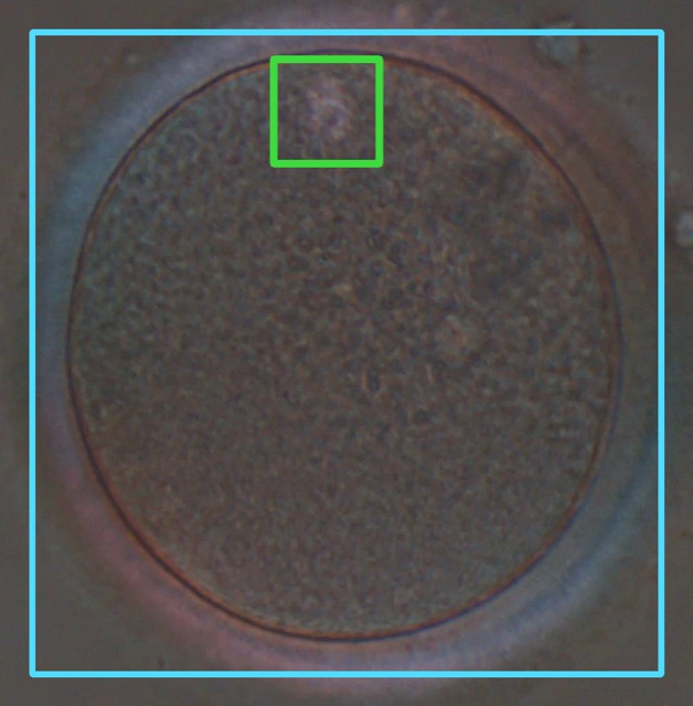 Oocyte crop